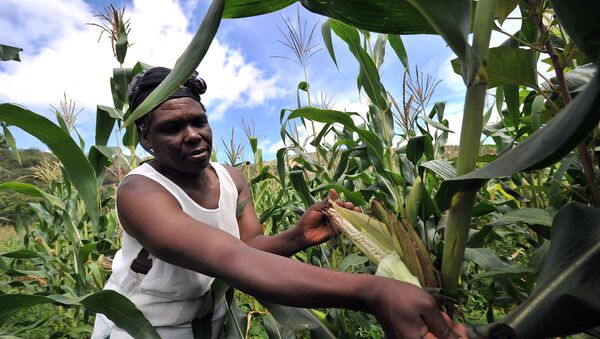 A woman checks maize crop on a small scale farm in Chinhamora, about 50 km north of Harare on Febuary 10, 2011. - Sputnik Afrique