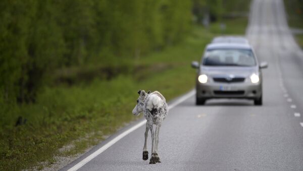 Reindeer walks on the road at Ranua, Finland (File) - Sputnik Afrique