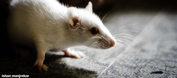 souris - Sputnik Afrique