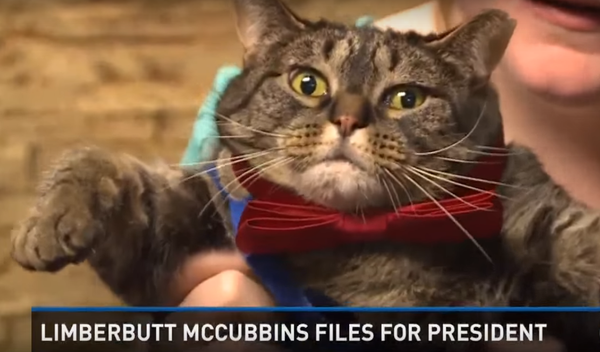 McCubbins, chat politique - Sputnik Afrique