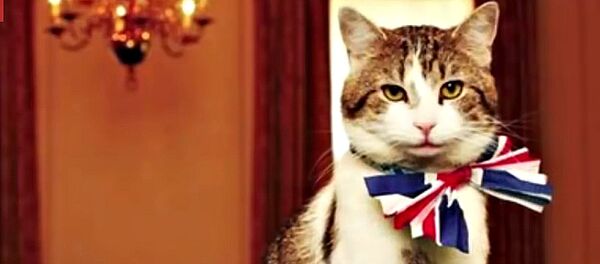 Incroyable mais vrai: petite histoire des animaux devenus maires - Sputnik Afrique