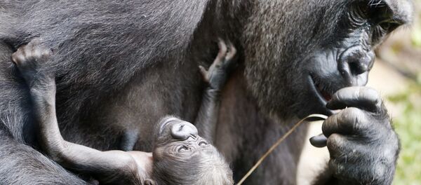 Gorille, image d'illustration Gorille, image d'illustration - Sputnik Afrique