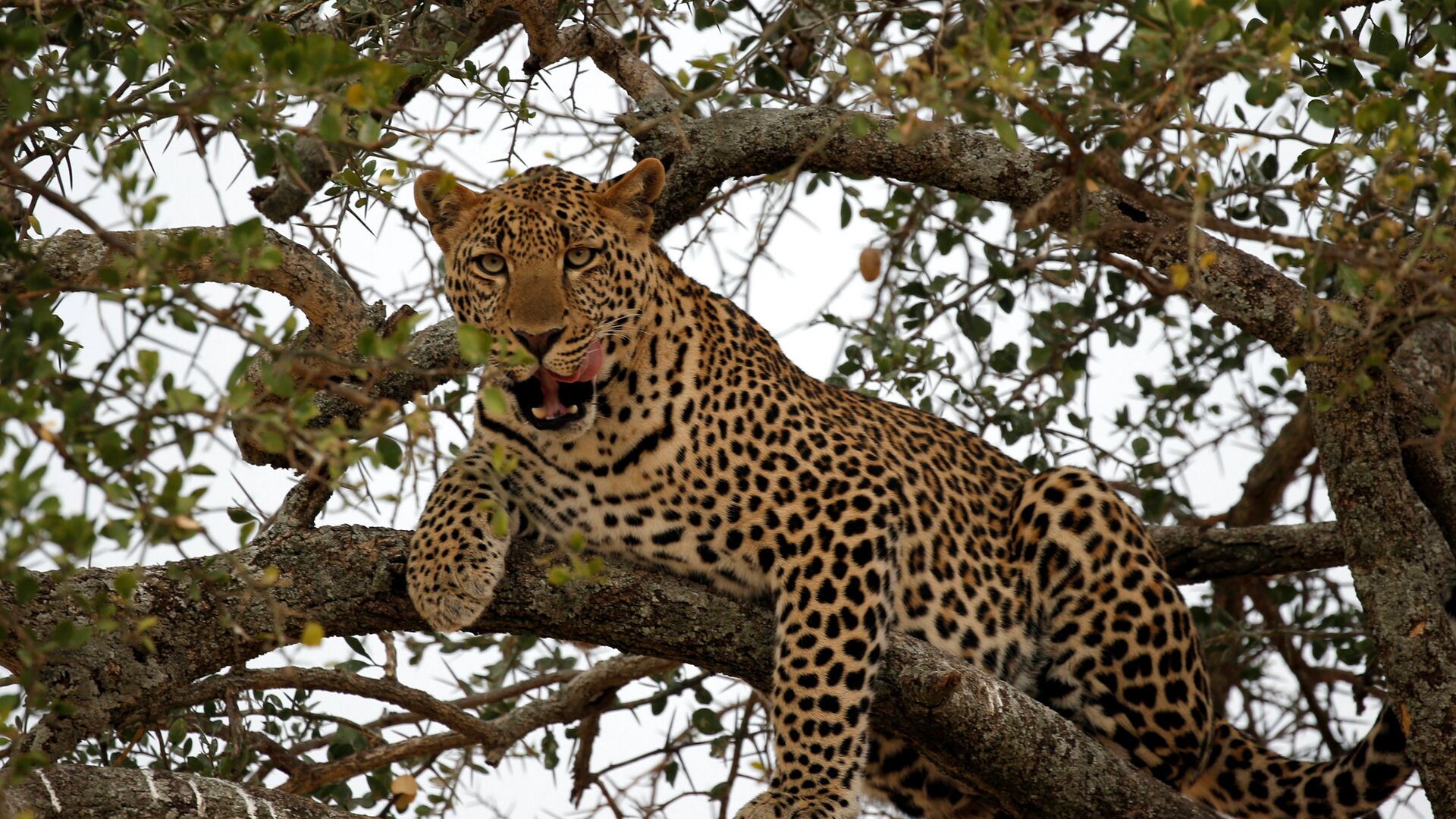 Un léopard dans la réserve nationale du Masai Mara, au Kenya, le 17 septembre 2016. - Sputnik Afrique, 1920, 17.12.2021