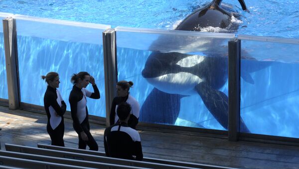 In this Monday, March 7, 2011, file photo, killer whale Tilikum, right, watches as SeaWorld Orlando trainers take a break during a training session at the theme park's Shamu Stadium in Orlando, Fla. - Sputnik Afrique