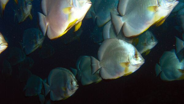 Des poissons chauve-souris - Sputnik Afrique