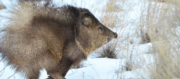 pécari à collier - Sputnik Afrique