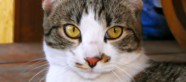 chat - Sputnik Afrique