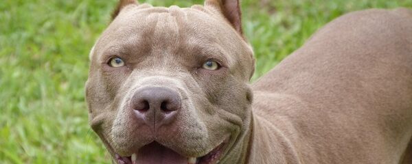 Un pitbull Un pitbull - Sputnik Afrique