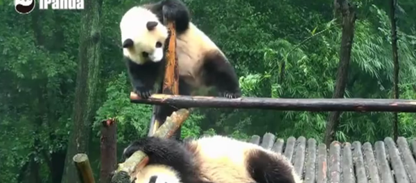 Panda danseur vs panda dormeur - Sputnik Afrique