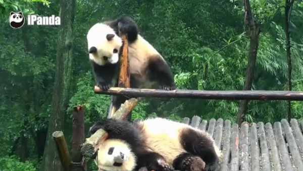 Panda danseur vs panda dormeur - Sputnik Afrique