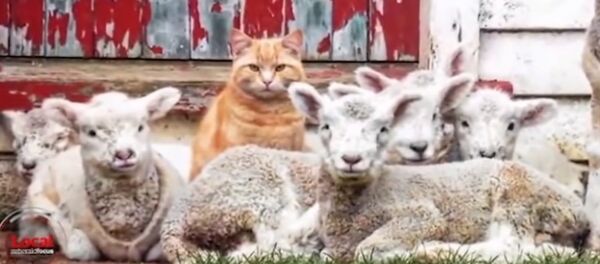Steve le chat et les agneaux - Sputnik Afrique