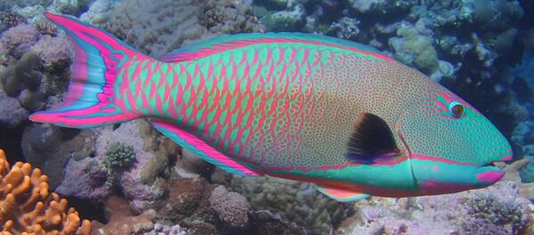 Poisson-perroquet - Sputnik Afrique