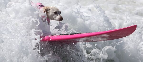 A dog rides a wave during the Surf City Surf Dog competition in Huntington Beach, California, U.S., September 25, 2016 - Sputnik Afrique