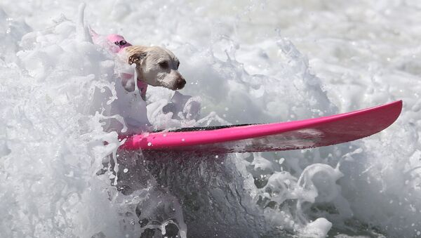 A dog rides a wave during the Surf City Surf Dog competition in Huntington Beach, California, U.S., September 25, 2016 - Sputnik Afrique