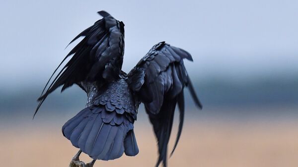 Un corbeau - Sputnik Afrique