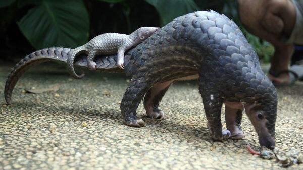 In this Thursday, June 19, 2014, file photo, a pangolin carries its baby at a Bali zoo, Indonesia. Delegates at a U.N. wildlife conference have voted to ban trade in all four species of Asian pangolins - Sputnik Afrique