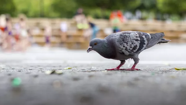 un pigeon - Sputnik Afrique