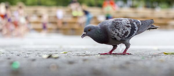 un pigeon - Sputnik Afrique