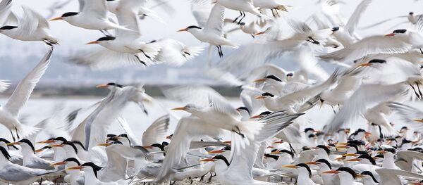 groupe d'oiseaux - Sputnik Afrique