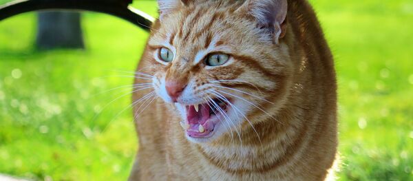 Un chat - Sputnik Afrique