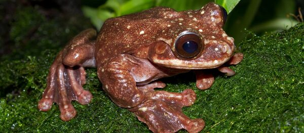 Ecnomiohyla rabborum - Sputnik Afrique