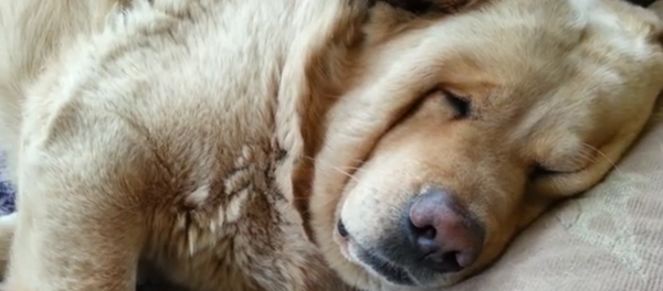 Quand un chien ronfle comme un homme - Sputnik Afrique