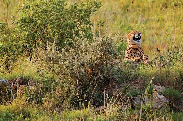 A comedic photo of a cheetah appearing to find something hilarious - Sputnik Afrique