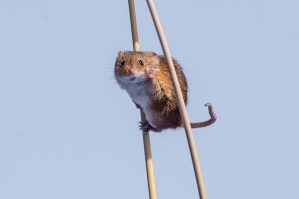 A harvest mouse appearing to be waving at the camera - Sputnik Afrique