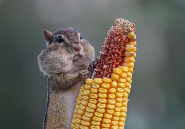 Eastern Chipmunk stuffing her cheeks with corn until they looked ready to pop at Wasaga Beach - Sputnik Afrique