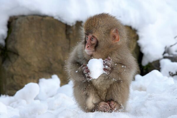 An adorable little monkey makes a snowball - Sputnik Afrique