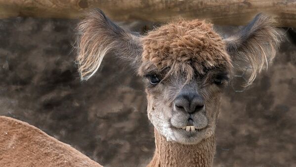 Alpaca with bad hair and goofy teeth - Sputnik Afrique