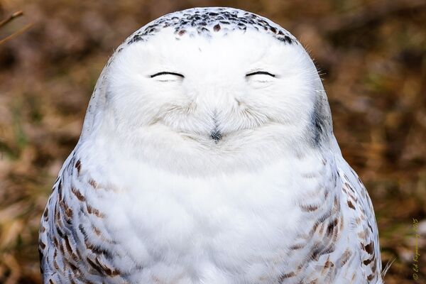 One very content snowy owl - Sputnik Afrique