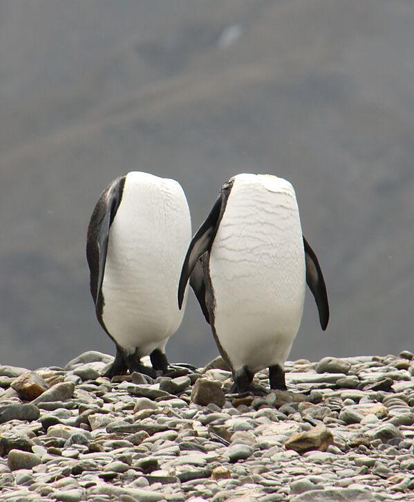 Two penguins appear to be walking headless - Sputnik Afrique