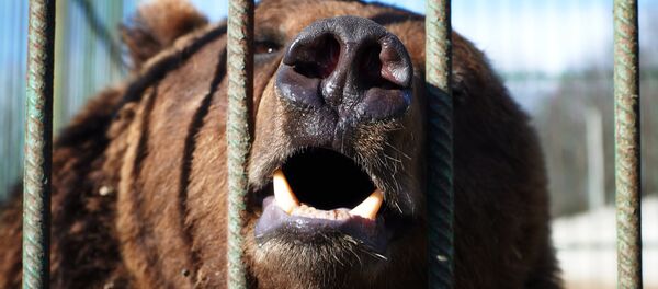 l`ours l`ours - Sputnik Afrique