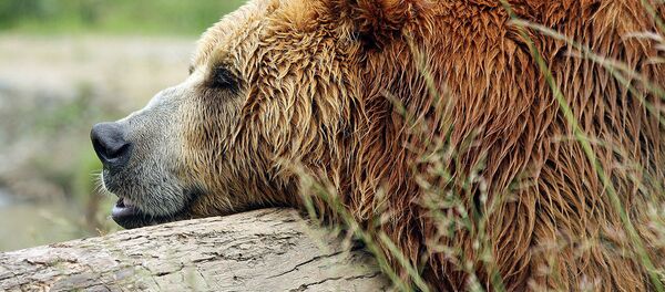 l`ours - Sputnik Afrique