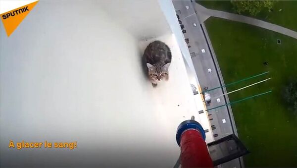 Sauvetage d’un chaton bloqué sur le rebord d'une fenêtre au 12e étage - Sputnik Afrique