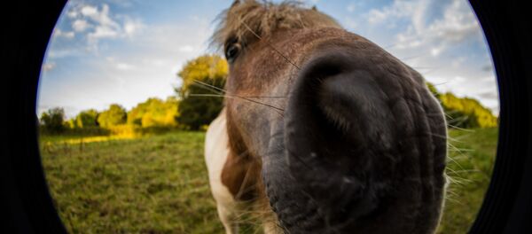 Poney - Sputnik Afrique