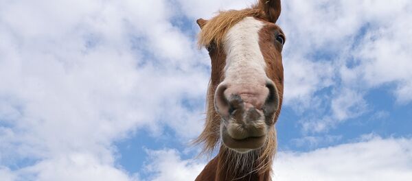 poney - Sputnik Afrique