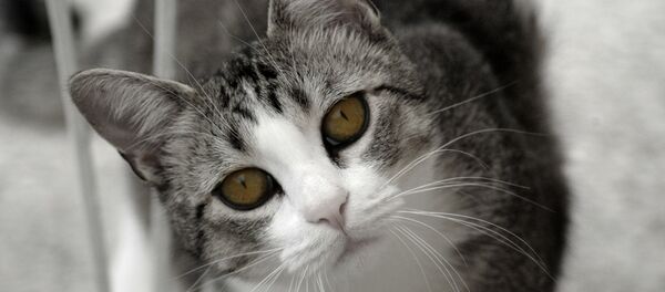 un chat - Sputnik Afrique