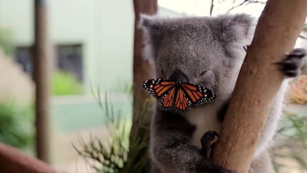 Butterfly takes over Koala Joey's Photoshoot and owns it like a BOSS! - Sputnik Afrique
