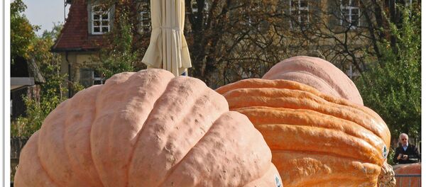 Des courges géantes à Ludwigsburg - Sputnik Afrique