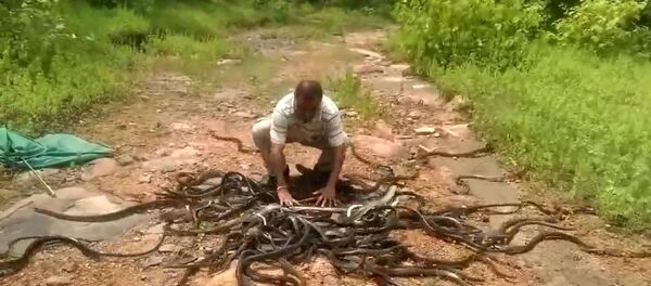 Un homme relâche 286 serpents dans la nature Un homme relâche 286 serpents dans la nature - Sputnik Afrique