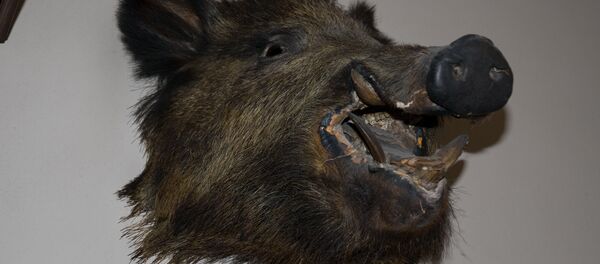 Une tête de sanglier - Sputnik Afrique