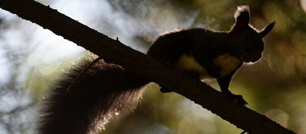 Маньчжурские белки и птицы в парке во Владивостоке - Sputnik Afrique