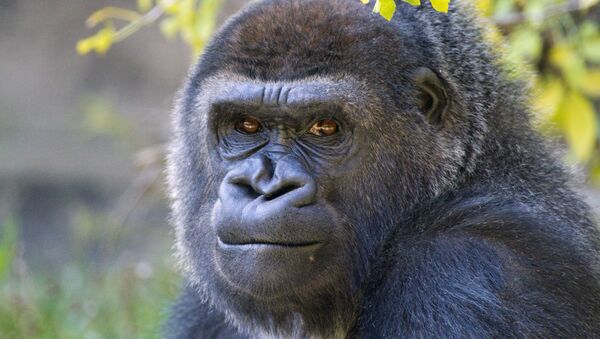 Gorille, image d'illustration - Sputnik Afrique