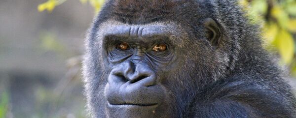 Gorille, image d'illustration - Sputnik Afrique