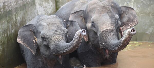 Des éléphants - Sputnik Afrique