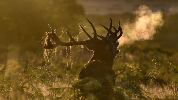 A male deer barks at dawn during the annual deer rutting season at Richmond Park in London, Britain, October 9, 2016 - Sputnik Afrique