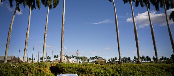 In this Feb. 26, 2016 photo, a classic American car passes the Francisco Blanco tobacco farm in the province of Pinar del Rio, Cuba - Sputnik Afrique