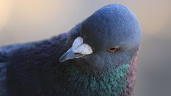 pigeon - Sputnik Afrique